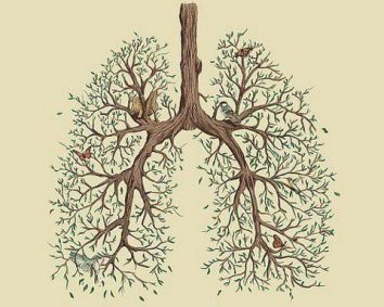 pulmones raices