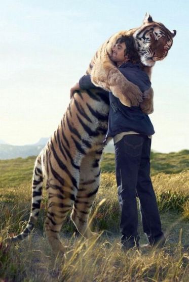 abrazo tigre